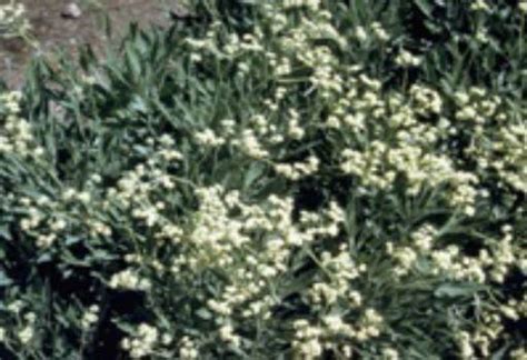 Health Benefits of Guayule - Properties & Uses