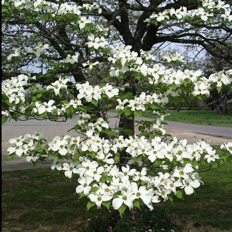 White Dogwood Tree - Gorgeous White Flowers In Spring, Excellent Landscape Choice For All Four ...