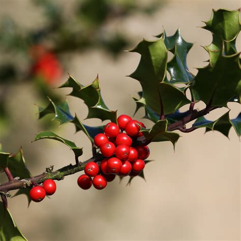 A Beginners Guide to Holly Trees - Precision Tree & Landscape