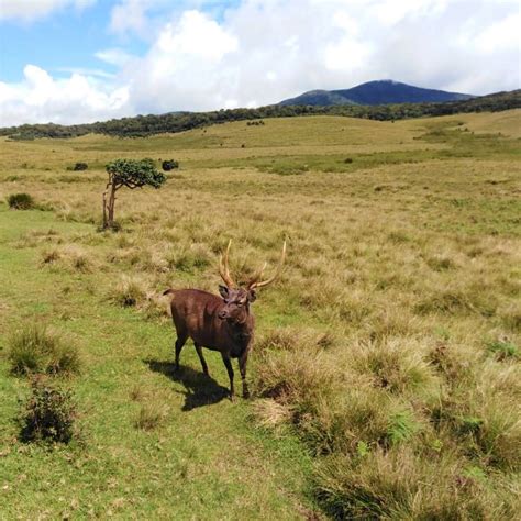 Horton Plains National Park, Sri Lanka | Discover the End of the World