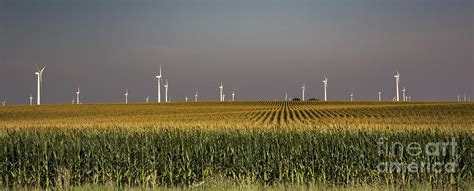 Iowa Corn Field Photograph by Jim West