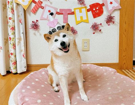 Doge Dog Death News: What Happened To The Dog?