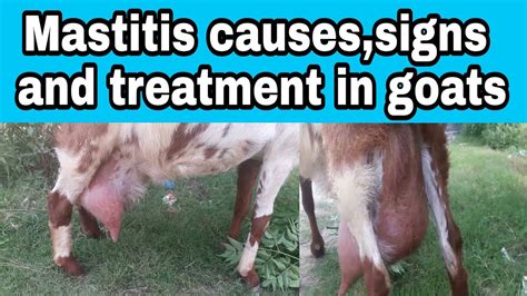 Mastitis treatment,causes and clinical signs - YouTube