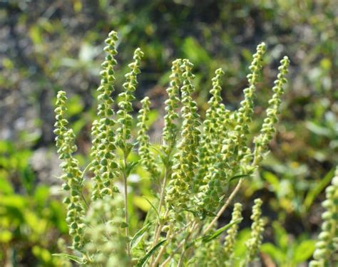 Ambrosia Ambrosia Artemisiifolia Grows in Nature Stock Image - Image of ...