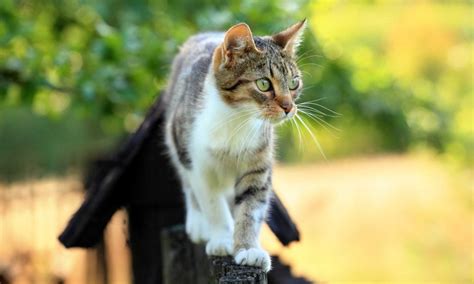 Feral Cat Behavior: 6 Common Misconceptions | BeChewy