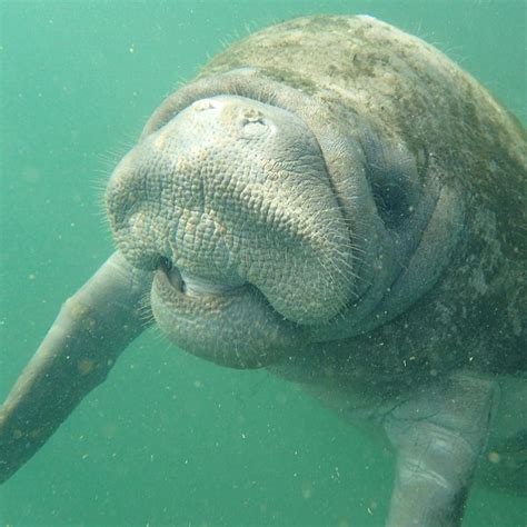 Smiling manatee from a snorkeling tour with Crystal River Watersports Instagram photo by ...