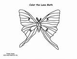 Luna Moth Coloring Page sketch template