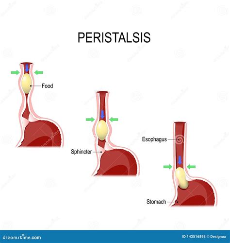 [DIAGRAM] Diagram Of Peristalsis FULL Version HD Quality Of Peristalsis - MYDIAGRAM.ONLINE