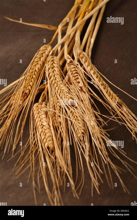 Wheat chaff hi-res stock photography and images - Alamy