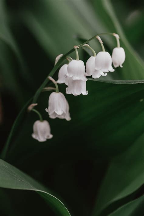 Browse Free HD Images of White Lily Of The Valley Flower