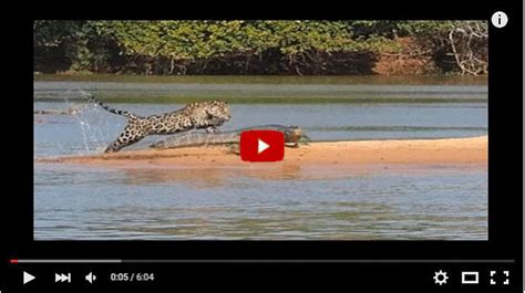 Jaguar vs. Crocodile: Who Wins? Let's Go to the Videotape - Best zoo in ...