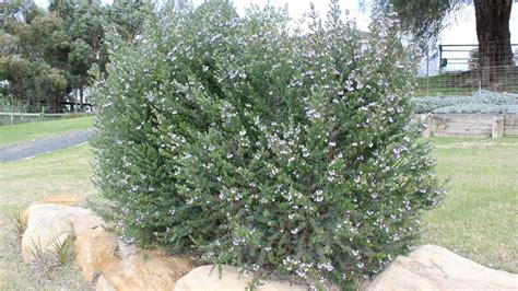 Westringia fruticosa 'Naringa' - Alpine Nurseries