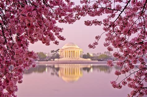 Tips For Visiting the DC Cherry Blossom Festival