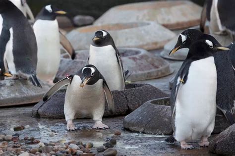 The adorable reason why Edinburgh Zoo's penguins are fighting over pebbles - Edinburgh Live