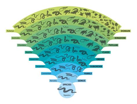 Classification of Animals: The Complete Guide - A-Z Animals