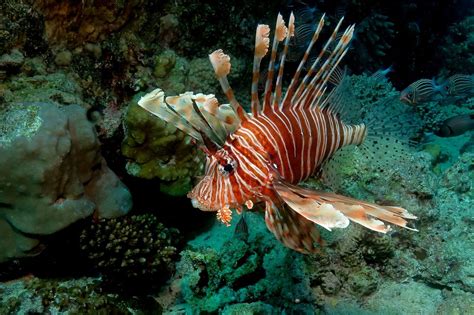 How bad is the lionfish invasion? We're now trying to train sharks to eat them. - Vox