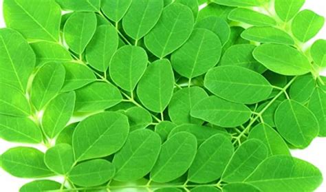 Moringa Leaves | Drumstick Tree Leaves | Horseradish Tree Leaves - Gachwala