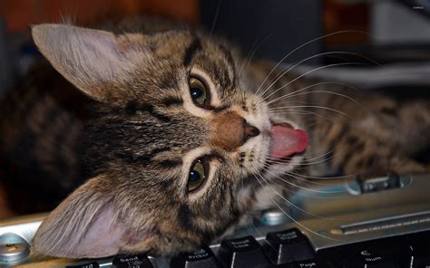 Cat on keyboard wallpaper - Animal wallpapers - #37742