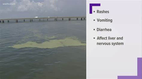 Large algae bloom in Lake Pontchartrain | wwltv.com