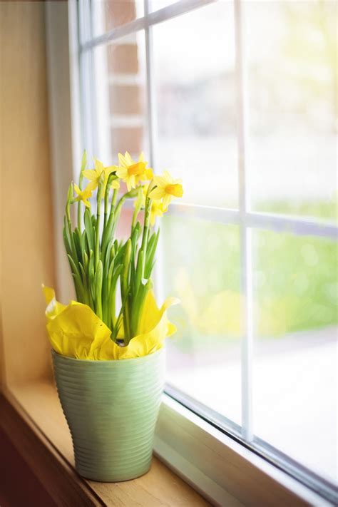 Free Images : nature, plant, flower, glass, meal, spring, lighting, daffodils, easter, yellow ...