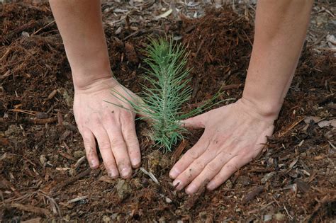 Reserve native tree seedlings now for spring - Greenability Magazine