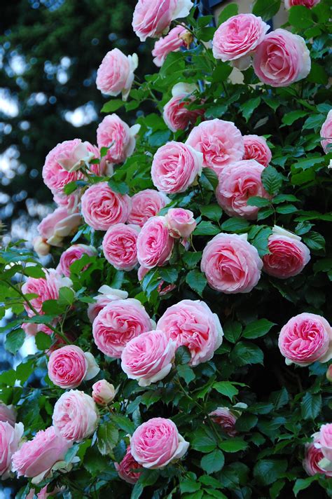 GardenZeus Recommendations for Climbing Rose Varieties in California ...