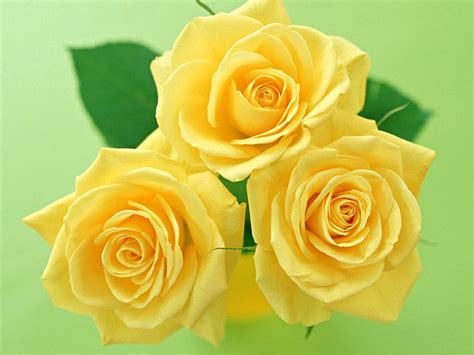 Yellow Roses - Wallpaper, High Definition, High Quality, Widescreen