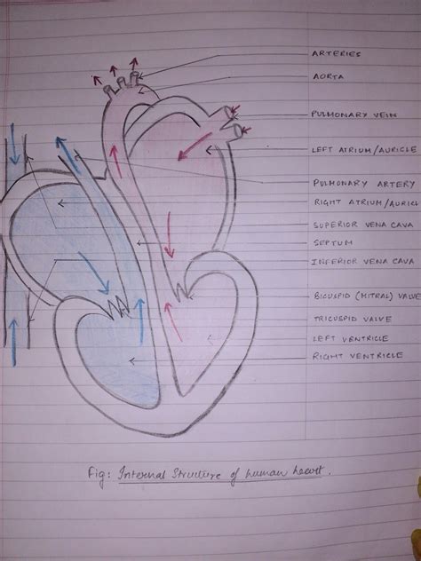 Heart diagram biology anatomy students school easy circulatory system ...