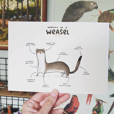 Anatomy of a Weasel Signed Art Print - Etsy