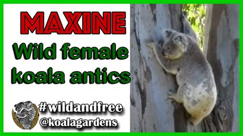 Wild female koala antics - YouTube