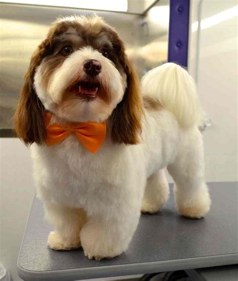 25+ bästa Havanese haircuts idéerna på Pinterest | Bichon havanais ...