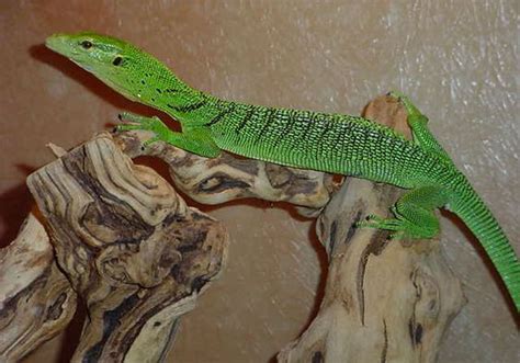 Emerald Tree Monitor Facts and Pictures | Reptile Fact