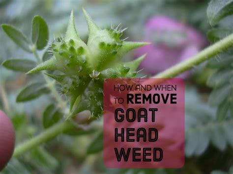 Getting Rid of Goat Head Weeds, Seeds, and Stickers | Dengarden