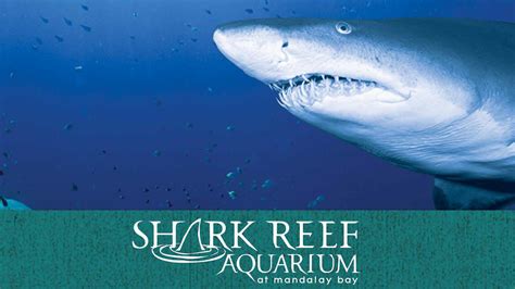 Shark Reef Aquarium & VR Experience Tickets at Mandalay Bay