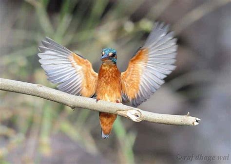 Common Kingfisher | Focusing on Wildlife