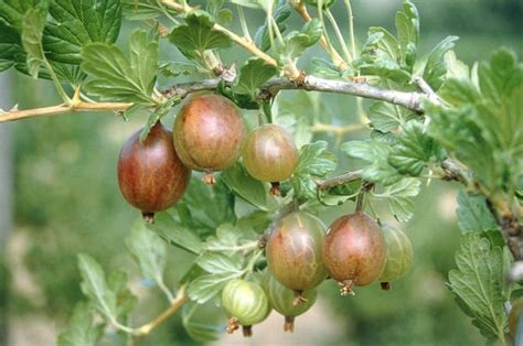 How to prune a gooseberry bush - Top tips to maintain a perfect garden ...