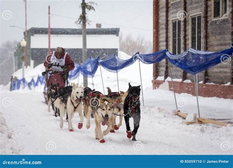 Musher and Dogs in Sled Dog Race Editorial Image - Image of dogsledding ...