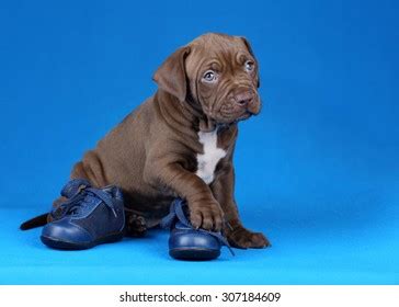 American Bully Puppy Making Funny Faces Stock Photo 1784948939 | Shutterstock