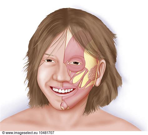 Illustration of the facial muscles in action when smiling. The frontalis muscle raises the ...