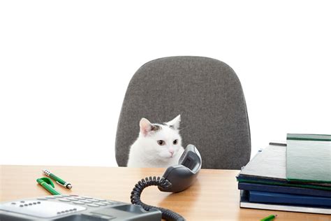 Why Every Office Needs A Cat - CatGazette