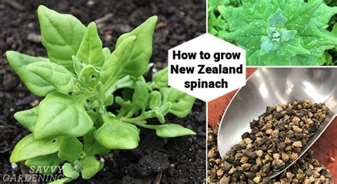 New Zealand Spinach: Growing This Delicious Leafy Green