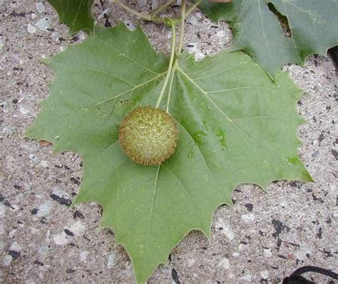 American Sycamore - Platanus occidentalis | Plant leaves, Leaf ...