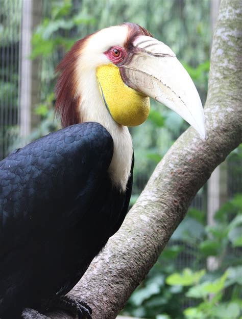 Wreathed hornbill - male - ZooChat