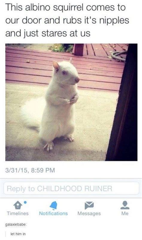 Albino Squirrel - Meme Collection | Funny captions, Funny pictures ...