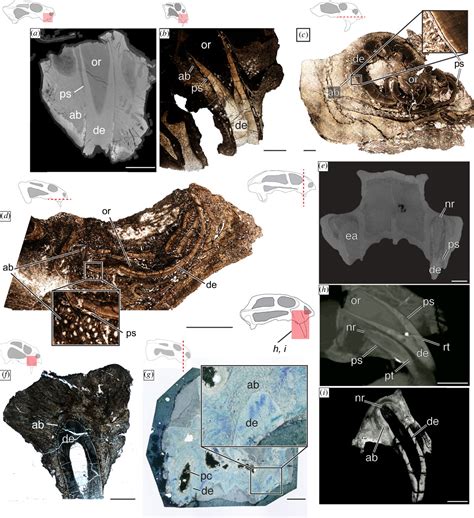 Figure 1 from The evolution of the synapsid tusk: insights from dicynodont therapsid tusk ...