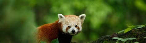 China Wildlife Guide