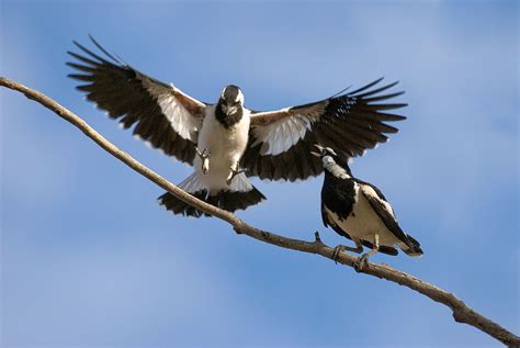 Female Birdsong Is Finally Getting the Attention It Deserves | Audubon