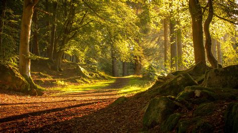 Scotland Aberdeen, trees, path, sunshine wallpaper | nature and landscape | Wallpaper Better