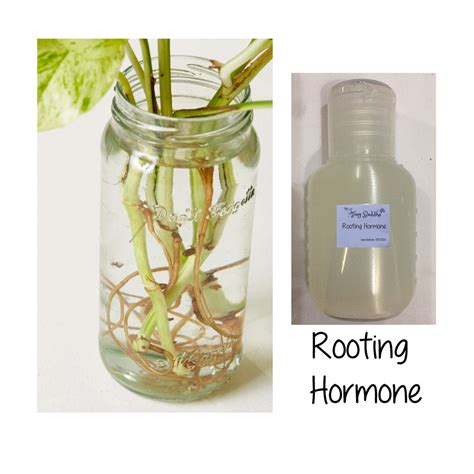 liquid potion fast rooting hormone for faster root growth plants 30ml ...