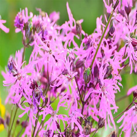 Ragged-Robin Wildflower Seed - Our Wildflower Ranges | Green-tech